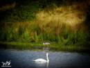 Grey Heron - Czapla Siwa, Swan – Łabędź